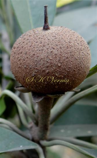  Fruit